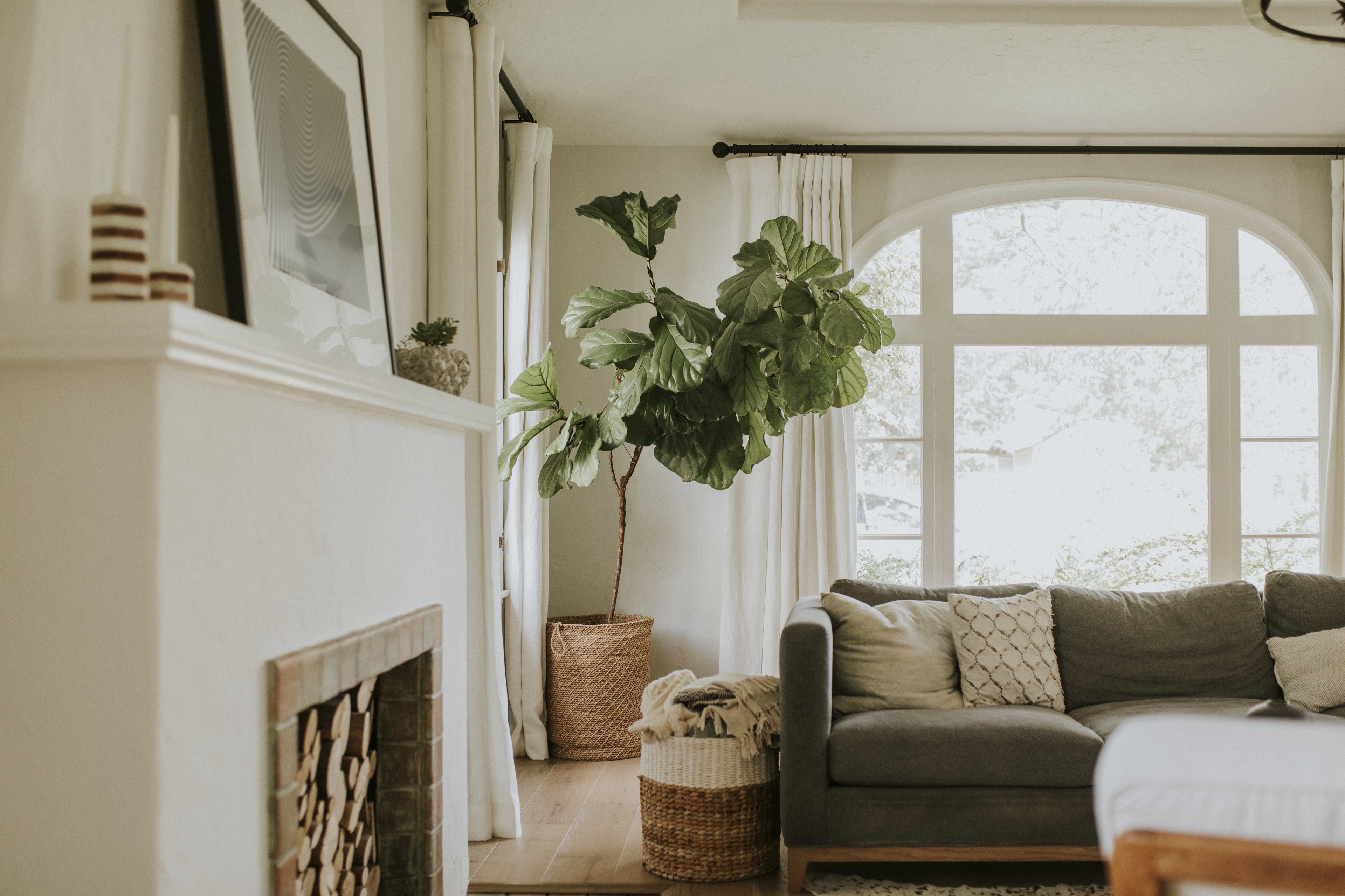 Living room with plants and cozy couch
